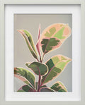 Calathea Grace