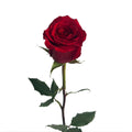 Red Rose