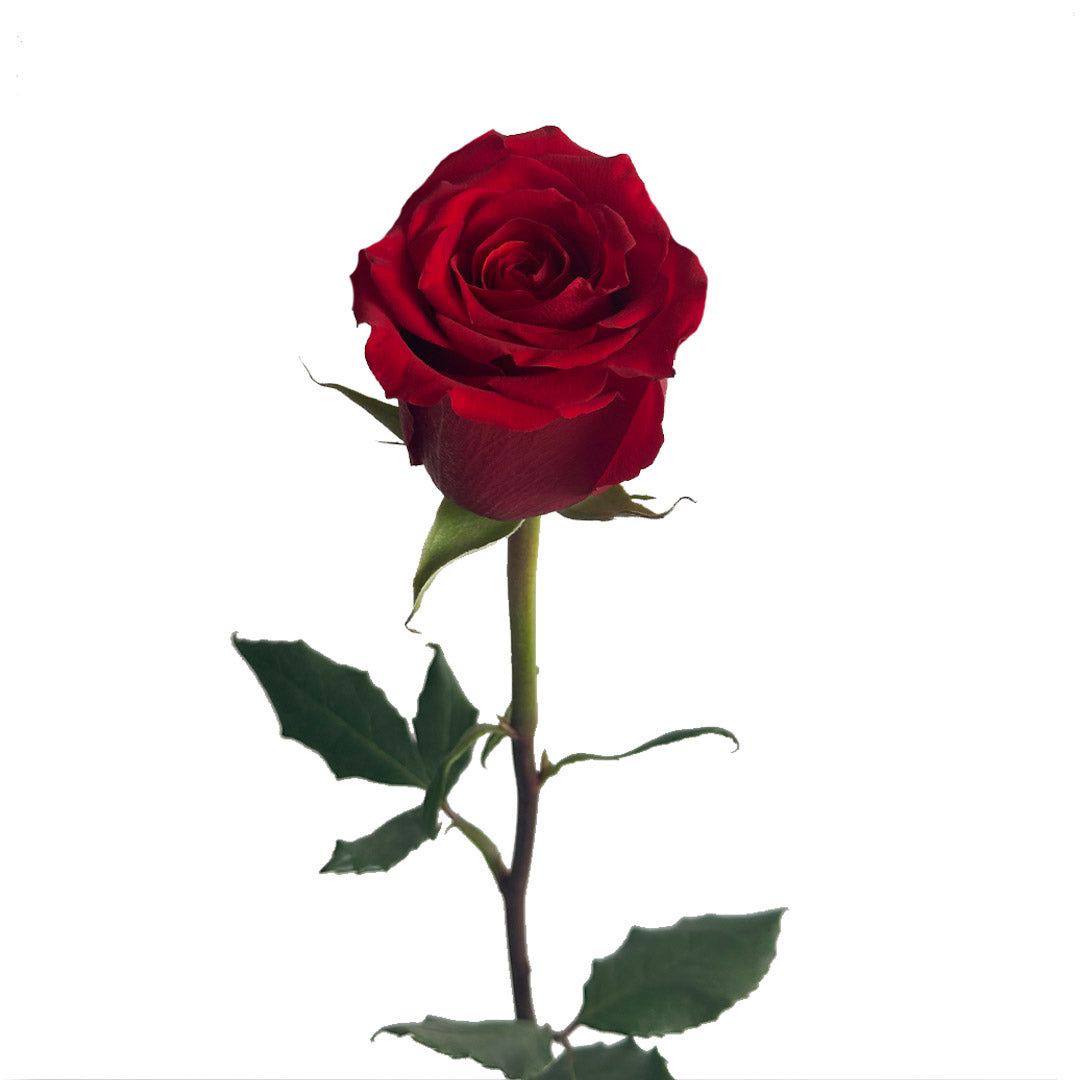 Red Rose